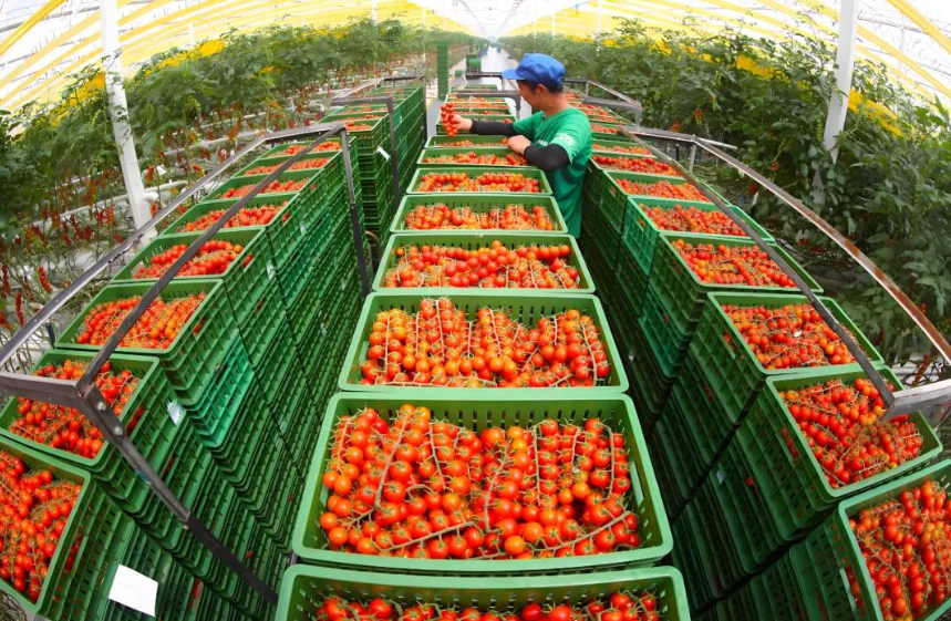 【設施農業】大變革：設施農業的崛起與影響