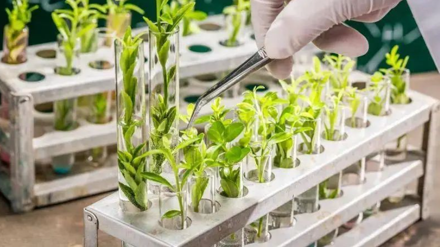 【生物育種】加快推進生物育種產業化應用