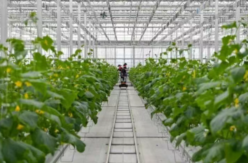 訂單農業：賦能農業發展的創新模式