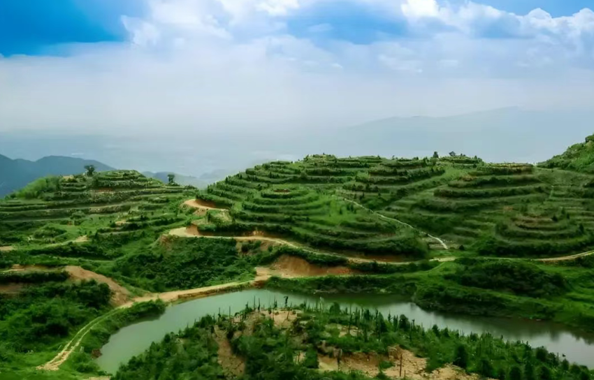 林下經濟如何構建新商業？科技化、產業化、商業化