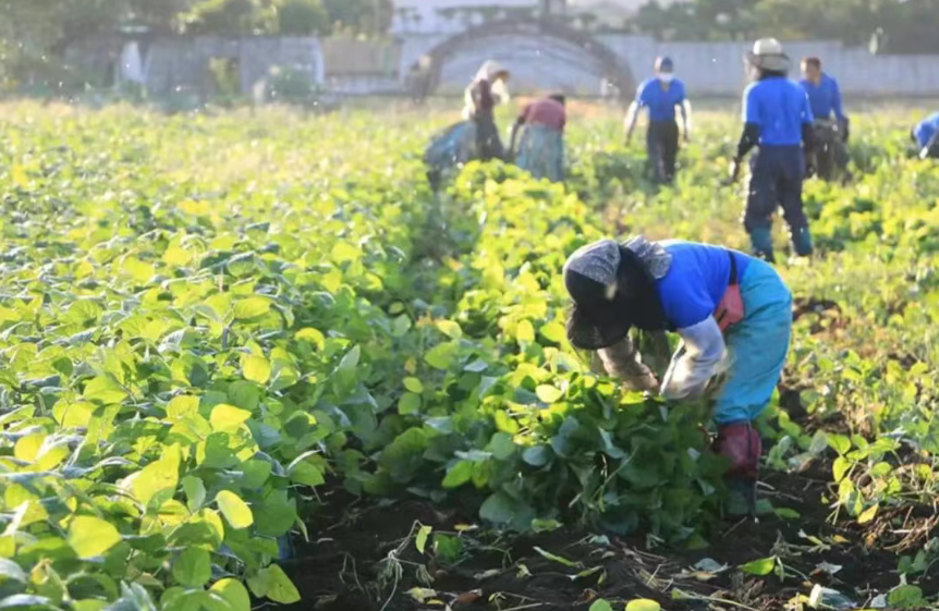 深度洞察：日本“輕農(nóng)”困局與中國(guó)農(nóng)業(yè)突圍之思