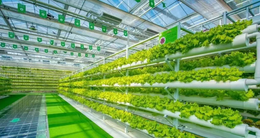 垂直農(nóng)業(yè)：養(yǎng)活百億人口的農(nóng)業(yè)黑科技