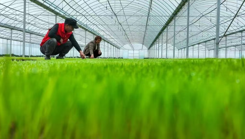 2000萬畝設(shè)施待改造，設(shè)施農(nóng)業(yè)迎來哪些“新機(jī)遇”？