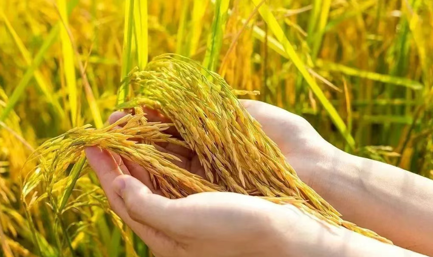  【生物育種】為什么要大力發(fā)展生物育種技術(shù)