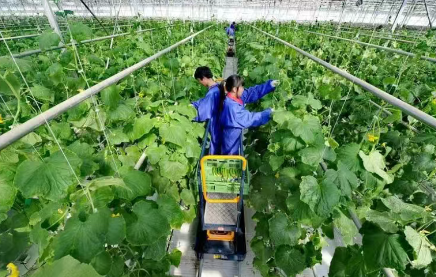 【設(shè)施農(nóng)業(yè)】設(shè)施農(nóng)業(yè)園區(qū)可持續(xù)發(fā)展優(yōu)化路徑