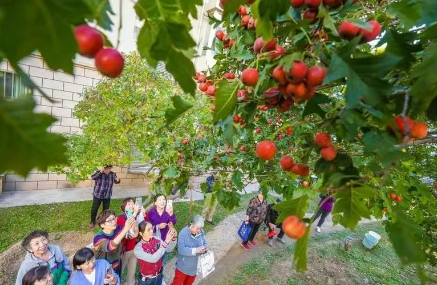 拆解蘋果共享農(nóng)莊：一個(gè)讓果園變“金礦”的神奇模式