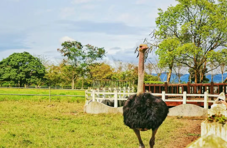 生態(tài)農(nóng)業(yè)勢在必行！這8種高效生態(tài)農(nóng)業(yè)模式需要知道~