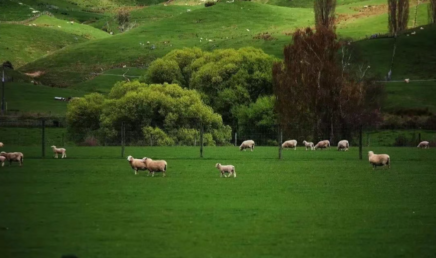 【世界農(nóng)業(yè)案例】法國(guó)農(nóng)業(yè)規(guī)模經(jīng)營(yíng)的經(jīng)驗(yàn)與啟示