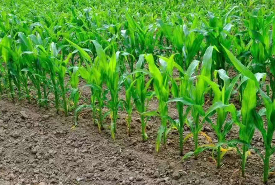 【種植創新案例】玉米密植高產技術集成推廣“奇臺農場模式”