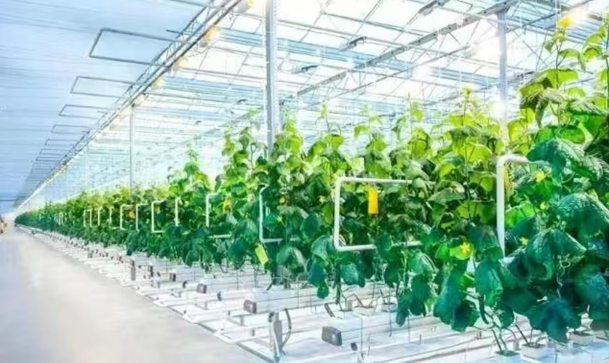 【溫室大棚】什么是智能溫室?與傳統(tǒng)的溫室大棚有何不一樣?