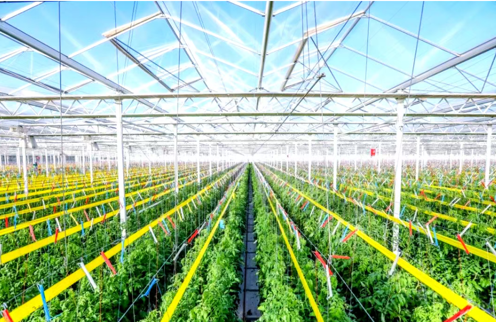 【政策解讀】農業農村部關于發展現代設施農業的指導意見