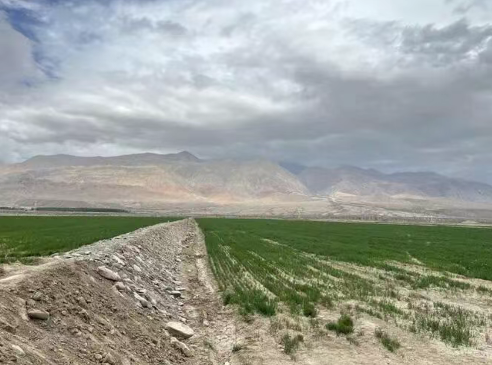 我國鹽堿地的分布情況如何，該如何治理鹽堿地，怎么樣向鹽堿地要糧食？