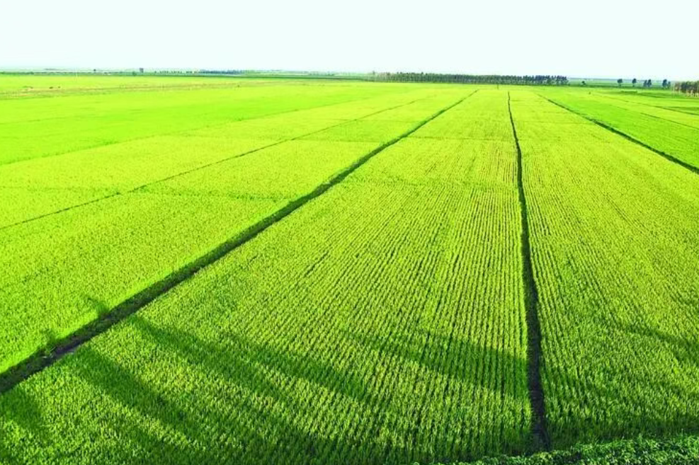 重磅政策！“十五五” 時期我國農(nóng)業(yè)與農(nóng)村發(fā)展規(guī)劃（2026-2030 年）