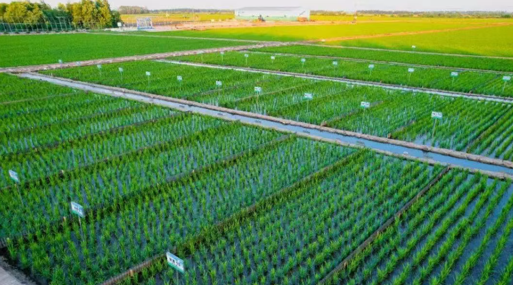 【縣域農(nóng)業(yè)】湖南?。哼\用“四大法則” 加快湖南農(nóng)業(yè)發(fā)展綠色轉型