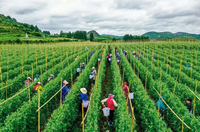 【農業模式】做農業，這幾種高效生態農業模式你必須知道