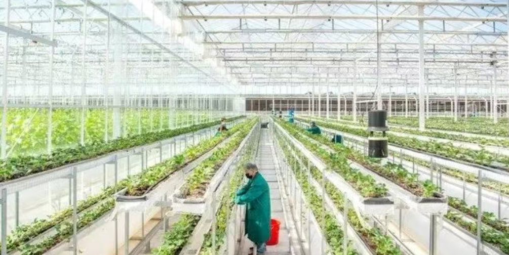 【農業現代化】未來農業什么樣？智能“蔬菜工廠”來了！