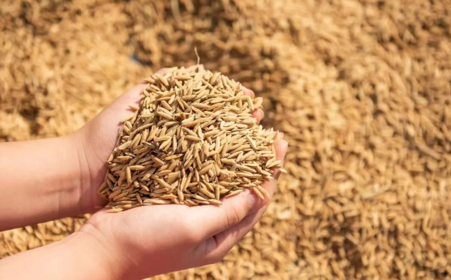 “十五五”縣域農業現代化規劃核心要點深度解讀：科技、安全、轉型等多維度發展指南