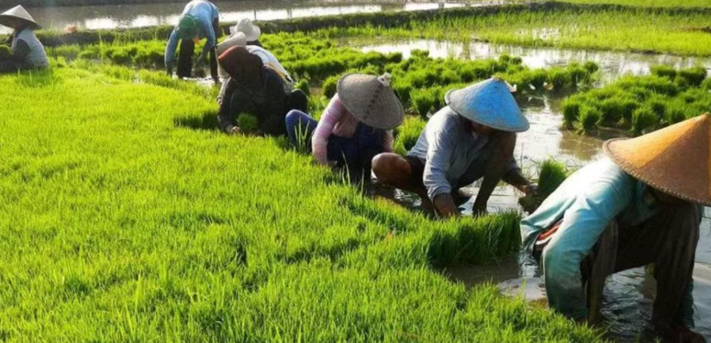 【知識】什么是農業社會化服務？