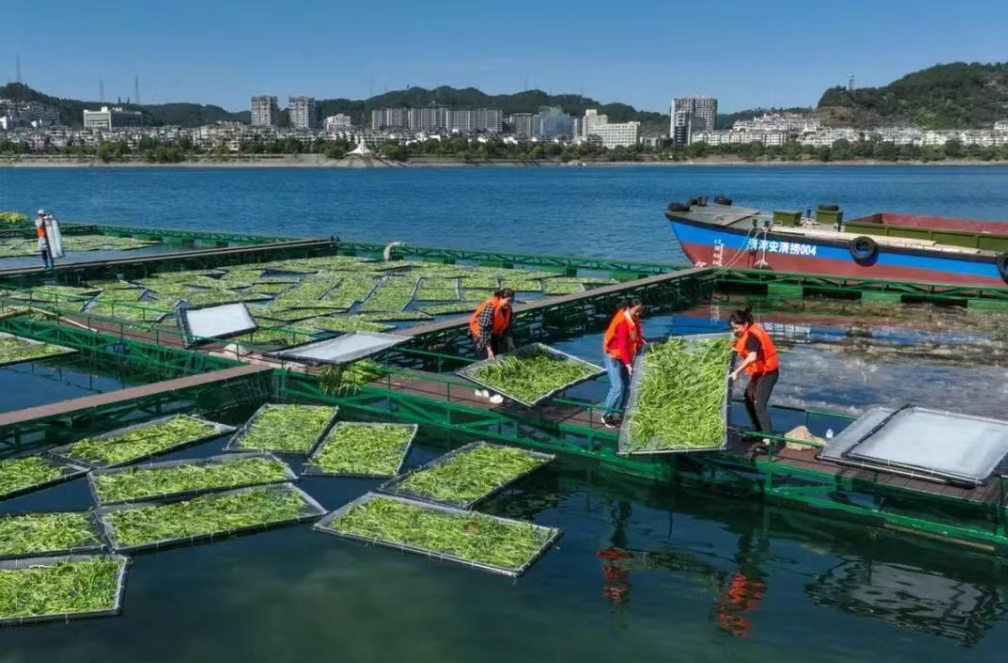 【知識分享】什么是稻漁綜合種養？（附模式）