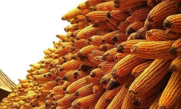 趕緊收藏！農戶這樣儲存玉米可減少損失！