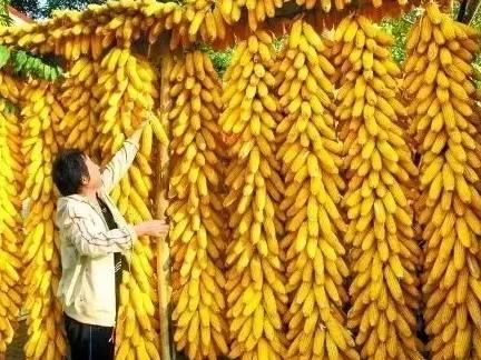 史上最全玉米補貼解讀，農民必收藏！