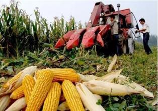 玉米可能再添兩項補貼！如何拿到？