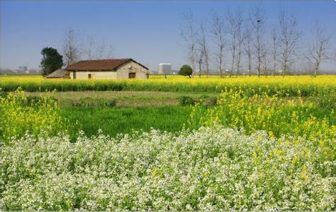 農村種糧補貼有這8種，農民朋友拿到手了嗎？