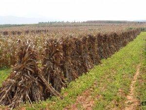 萬萬沒想到！玉米無人收購的真相竟然是這些...