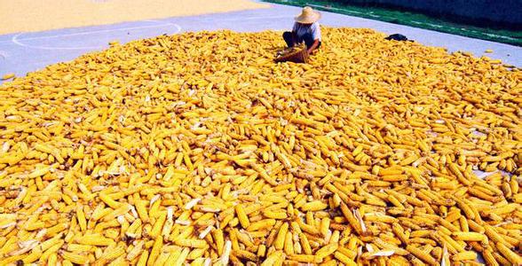 國內外玉米貿易格局變化與對策分析