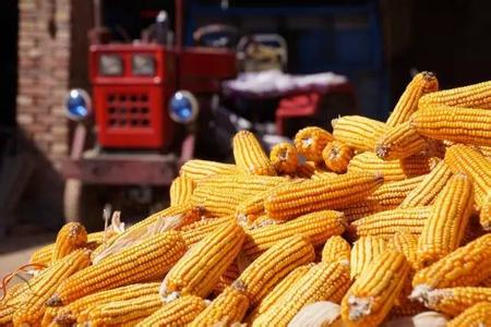 今年玉米補貼下來啦！有多少？怎么補？快來看看！