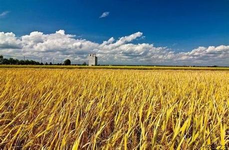 玉米“保險+期貨”試點落地 農民盼來“及時雨”