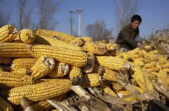 真相！玉米實際種植者無法得到補貼的原因竟然是這個