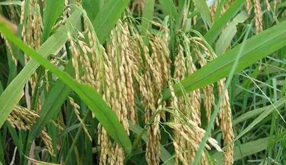 植保 | 這樣做水稻竟然還可以再生，讓農民增收50%！