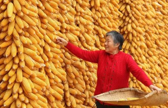 玉米價格已到頂點？然而這筆賬算下來農民卻損失了一半！