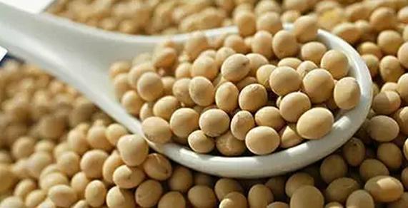 玉米不掙錢了？來試試種大豆吧