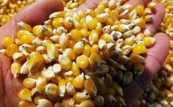 誰是搶占了東北玉米利潤的幫兇？