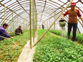 農技 | 冬季棚菜巧施肥，數量技巧是關鍵！