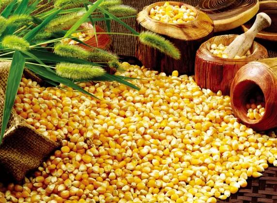 3點原因，預測明年春天玉米價格還會降！