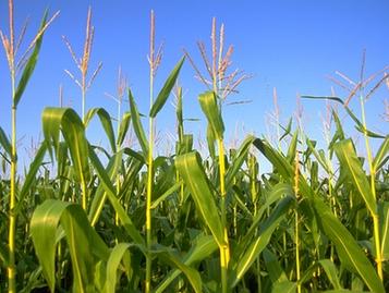 農(nóng)業(yè)部：明年玉米再減1000萬(wàn)畝