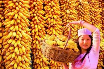 玉米收購價格持續下跌，預計將迎來低點，抓緊機會賣糧！