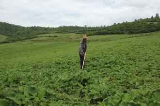 中藥材種植業未來幾年的前景如何?