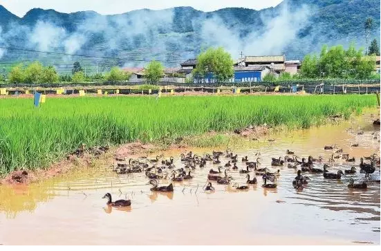 最靠譜的立體種植（種養模式）（附9個案例）