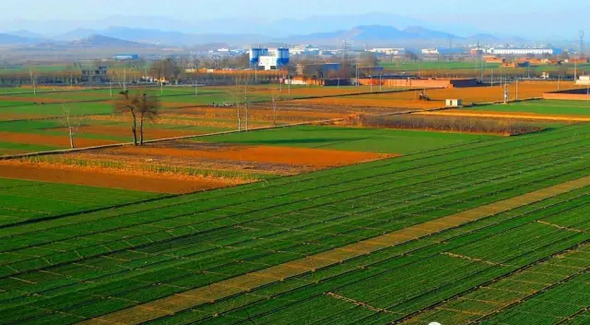 種植大戶頻棄耕，原因何在？