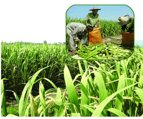 大干貨|2017年，種什么、如何種、怎么干？