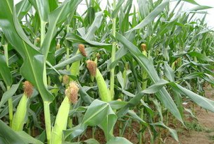 2017農民發財有望！三大糧食農作物補貼政策來襲