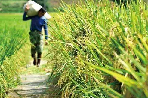 2017年種糧農民可以拿哪些補貼？如何申報？資金如何發放？