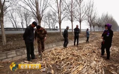 央視揭秘：東北“天價”玉米！他只用了4招