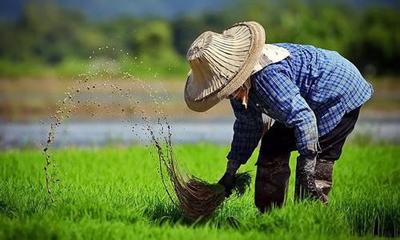 今年做農業必拿的10大專項補貼，總額1834萬！看你能拿幾項