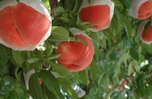 種植業迎來大考！95%果蔬種植戶都關注這幾點