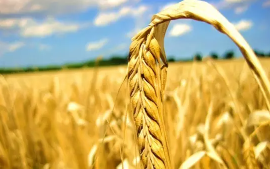 種地必看：農業保險賠償范圍擴大！農資成本、地租成本都可獲得賠償！